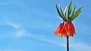 TERS LALELER NE ZAMAN AÇIYOR? NERede görülür, neden koruma altında, koparmanın cezası ne kadar