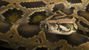 15 metreyi aşan devler bilim insanlarını bile şaşkına çevirdi!