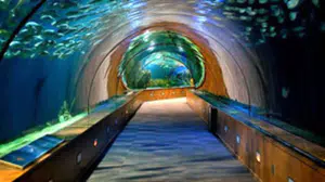 Gerçek mi kurgu mu: Sosyal medyada ikiye bölen video!