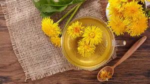 Karahindiba nedir, faydaları neler, çayı ne işe yarar, kilo verdirir mi?