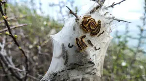 Masum görünüyor ama perişan ediyor! Çam kese tırtılları İstanbulluları tehdit ediyor