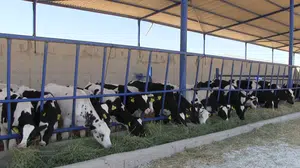 Niğde Kiledere'de şap hastalığı nedeniyle 40 günlük karantina başladı!