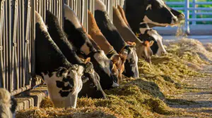 Ayran ve yoğurtta üretim rekoru: Vatandaş süt yerine işlenmiş ürüne koştu!