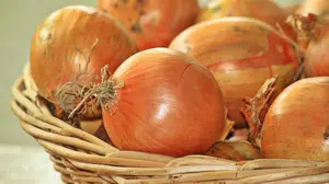 Yıl sonu hedefi 100 milyon dolar: Kuru Soğan dış ticaretin yeni yıldızı oldu!