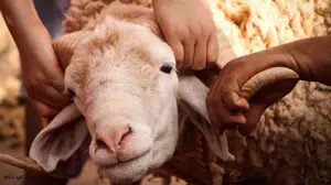 2026 bayram tatili kaç gün? Kurban Bayramı ne zaman başlıyor, 9 gün olacak mı?