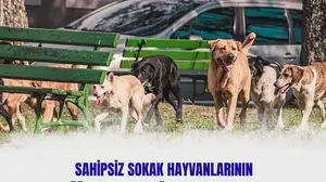 Türkiye’de sahipsiz hayvanların yüzde 75’i barınaklara alındı