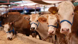 Fiyatlar dudak uçuklatıyor: Kurbanlıklar 150 bin TL'den başlayıp 800 bin TL'ye çıkıyor!