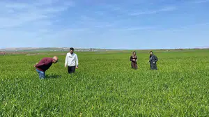 Cizre’de Hububat seferberliği: "Süne" zararlısına karşı sahaya inildi