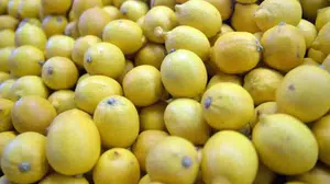 Limon seçerken rengine bakıyorsanız yandınız! Meğer en sulu limonun sırrı başkaymış...