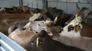 Kurban Bayramı öncesi Erzurum’da kuş uçurtulmuyor: 750 bin hayvana sağlık vizesi!