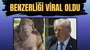 Bangladeş'te Donald Trump'a benzetilen albino bufalo sosyal medyada viral oldu