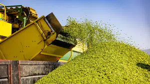 SuperFresh'in hasat edilen sebzeleri IQF teknolojisiyle sofralarda