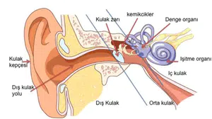Kulaklık işitme kaybı yapar mı? Günde kaç saat kullanılmalı, kulaklık zararları nelerdir, hangi hastalıklara yol açar?