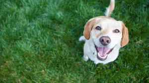 Bilim insanları açıkladı: Köpeklere gülümsemek sandığımızdan daha önemli