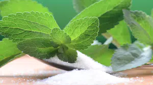 Şeker otu nedir? Ne işe yarar, faydaları nelerdir, nasıl kullanılır, şeker yerine geçer mi, zararlı var mı?