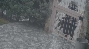 Sahipsiz köpeklerin saldırısından böyle kurtuldu! İşte o anlarda yaşananlar...