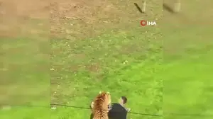 İngiltere'de kaplanın saldırısında bir kişi hayatını kaybetti