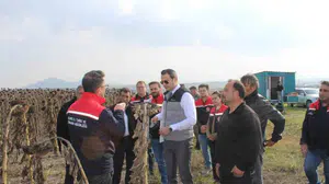 Kars'ın Selim ilçesinde 80 dönümlük tarlada ayçiçeği hasadı