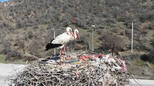 Baharın habercisi olan leylekler, Ankara’ya ulaştı