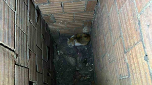 Havalandırma boşluğuna düşen kedi kurtarıldı