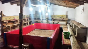 Muş’ta horoz dövüşü yapan 23 kişiye ceza