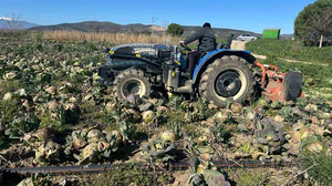 Pazarda 70 lira ama yüzbinlercesi tarlada çürüdü