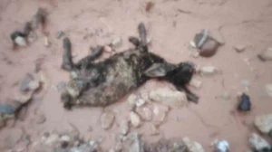 Şırnak’ta sel göçerleri vurdu: Hayvanlar telef oldu, çadırlar sular altında kaldı