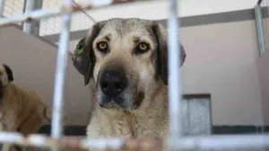 Başiskele’de 7 yıllık değişim: Sokak hayvanı şikayetleri eridi, dev projeler bir bir yükseliyor