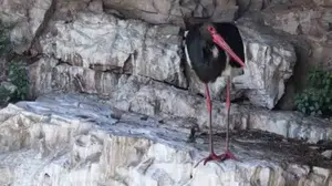 Cehennem Deresi’nin gizemli misafiri: Nadir görülen kara leylek objektiflere takıldı