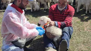 Kemah’ta sürüler güvence altında: Küçükbaş hayvanlar için seferberlik başlatıldı
