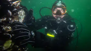 Marmara Denizi'nde pinalar için umut veren keşif: Midye halatları yeni yuvaları oldu