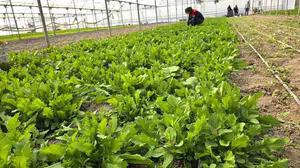 Sofraların vazgeçilmezi yeşilliklere yakın takip: Afyonkarahisar’da seralar denetimden geçti