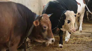 Kurban pazarında "kapak atma" uyarısı: Ucuz etin peşinde koşarken dolandırılmayın