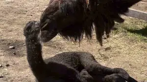 Ormanya’nın yeni gözdesi dünyaya geldi: Yeşil balonlarla karşılanan minik deveye isim aranıyor