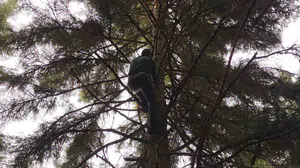 40 metrelik dev ağaca meydan okudu: Gökyüzünde asılı kalan dronu böyle kurtardı