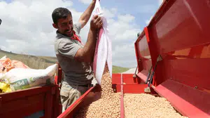 Kuraklığın izleri yağmurla silindi: Yozgatlı çiftçinin yüzü bu yıl nohutla gülecek