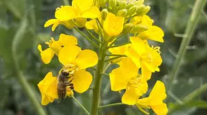 Doğanın gizli kahramanları tehlike altında: Hayrabolu’dan üreticiye kritik uyarı