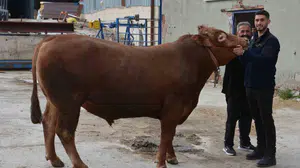 Kurban pazarının şampiyonu belli oldu: Bir tonluk Fırtına servet değerinde fiyata satıldı