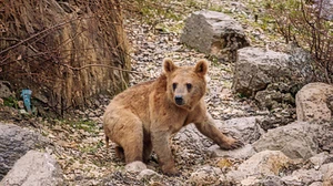 Çukurca’da aç kalan ayılar mahalleye indi