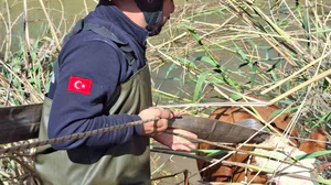 Şanlıurfa’da tahliye kanalına düşen 2 inek kurtarıldı