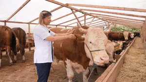 Kurban pazarında hata yapmayın: Uzmanından hayati uyarılar geldi