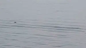 Marmara'nın maviliğinde sürpriz karşılaşma: Tekne gezintisini unutulmaz kıldı