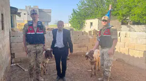 Kilis’te çobanlık yapan vatandaşın yüzü jandarma ile güldü: Kayıp sürünün izini arazide buldular