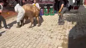Kurban kesim alanında saniyeler süren panik: Tosun görevliyi böyle savurdu