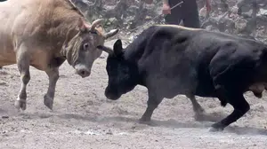 İspir arenasında devlerin randevusu: Binler bu heyecana ortak oldu