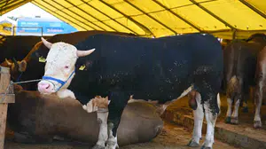 Bahçelievler’de bayram mesaisi: 7 bin kurbanlık için tüm önlemler alındı