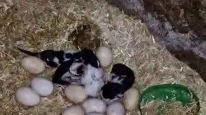 Doğa ana şaşırtmaya devam ediyor: Kuluçkadaki tavuk dört yavru kediye "anne" oldu