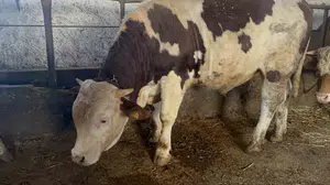 Kars’ın dev cüsseli maskotu: 600 kiloluk Varto alıcısını bekliyor