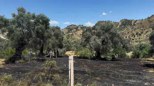 Nazilli’de korkutan dumanlar: Bir sigara izmariti az kalsın zeytinliği kül ediyordu