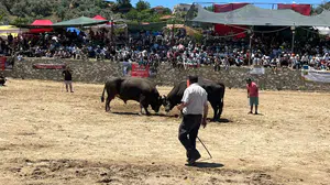 Aydın’ın arenasında nefes kesen mücadele: 63 çift boğa şampiyonluk için ter döktü